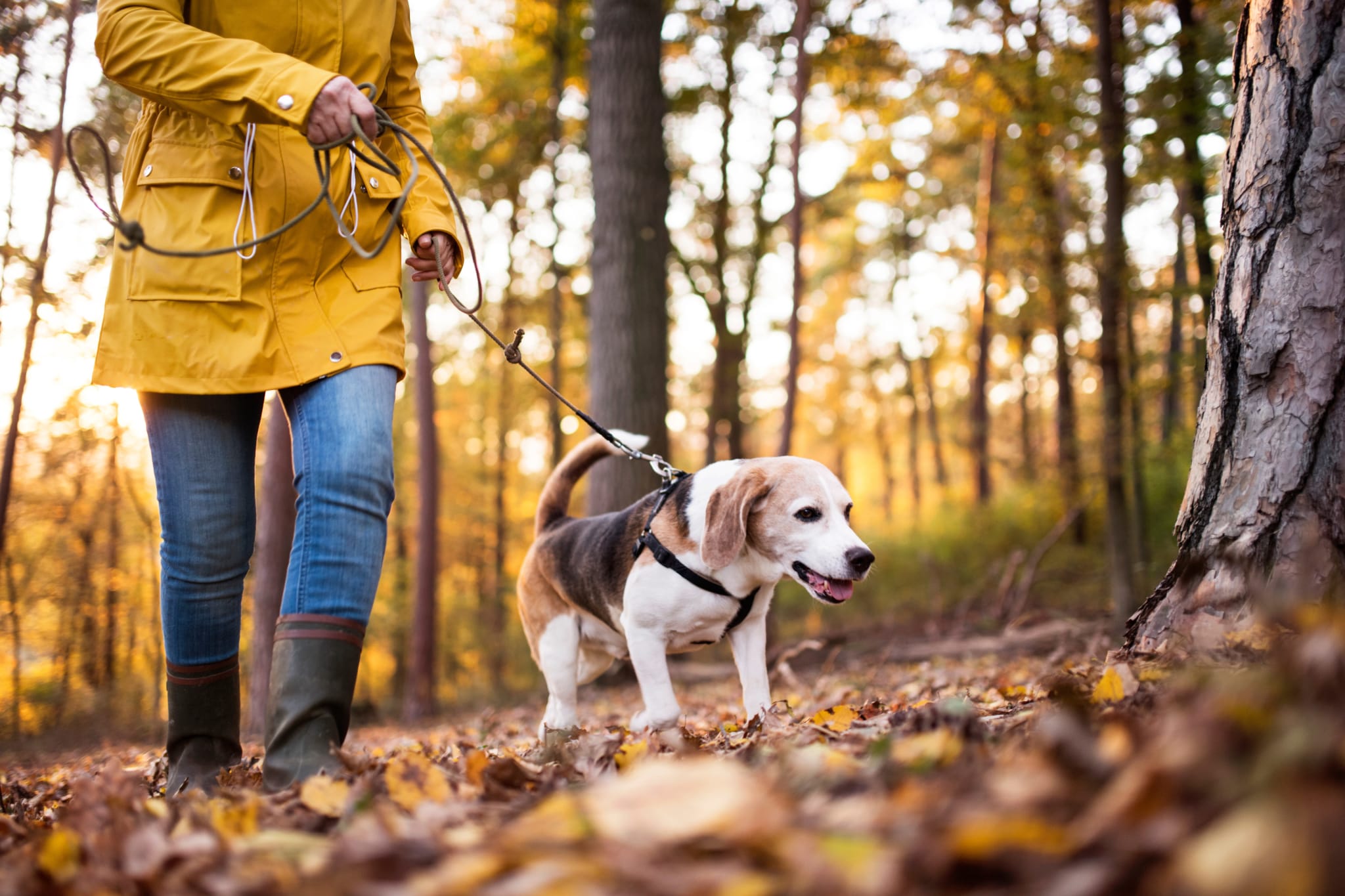 Trenger du hjelp med luftig av hunden? Gjennom Bakkekontakt kan du finne en hjelpsom nabo!